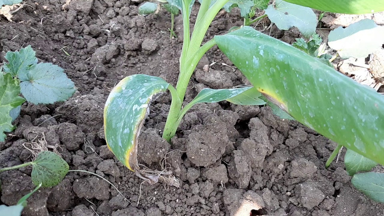 Kale ki kheti YouTube