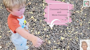 How to Set Up Cocoons for a Thriving Worm Bin | Cocoon Worm | Meme