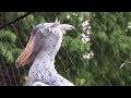 shoebill、気になる人を見つけたハシビロコウ