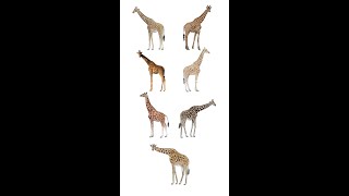 🦒 Types Of Giraffe | Giraffe Species In English Language | Learn Giraffe Types