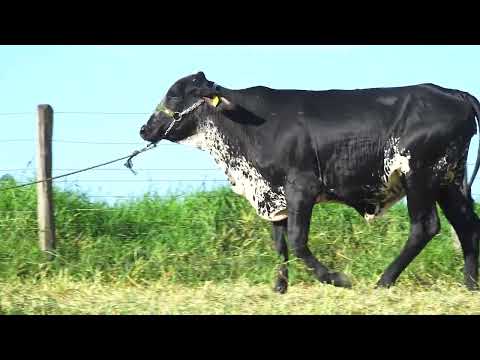 LOTE 93 TEFA FALERA