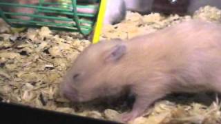 The Great Hamster Escape.avi Wealth