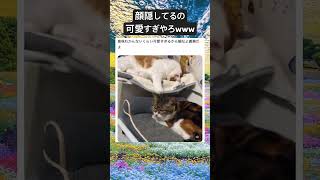 癒し動画すぎるwww #ねこ #かわいい #癒し #動物 #shorts