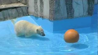 ひとりボール遊び~Polar bear is playing the ball  in the pool