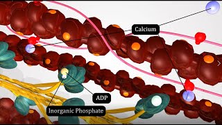 Muscle cell and sliding filament theory【NSCA CSCS chapter 1】