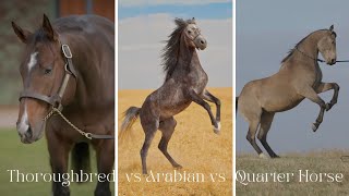 Arabian Horse vs Thoroughbred Horse vs Quarter Horse  Facts Comparison