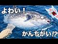 生き物の勘違いを解説