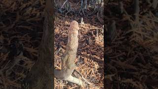 What Is This Theres This In The Garden shorts 18