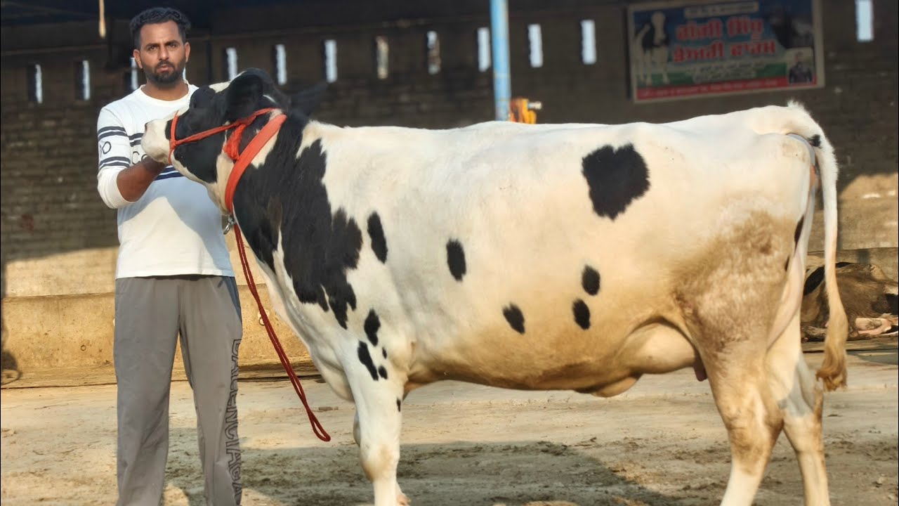 98141-66095, ਚਾਰ ਗਾਵਾਂ ਵਿਕਾਊ ਏਰੀਆ ਭਗਤਾ ਭਾਈ ਪਿੰਡ ਕੇਸਰ ਸਿੰਘ ਵਾਲਾ ਬਠਿੰਡਾ 