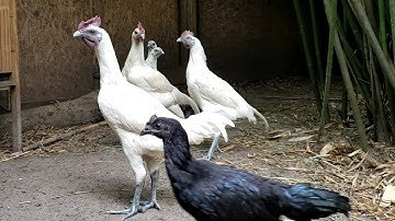 Qaib Dawb Qaib Hmoob Xiav Nqaij Dub Nqaig