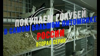 2 Серия   Покупаем голубей в самом большом питомнике России