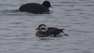 The long-tailed duck (Clangula hyemalis) or coween