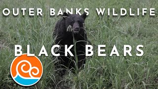 Outer Banks Wildlife - Episode 2, Bears
