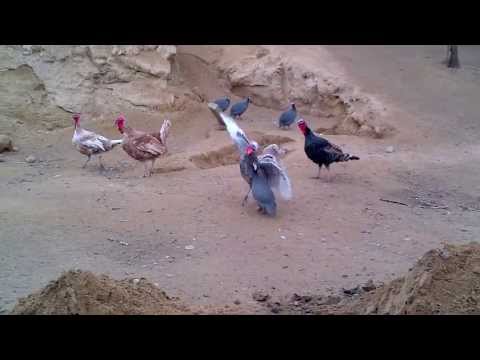 七面鳥にケンカを売るホロホロ鳥  