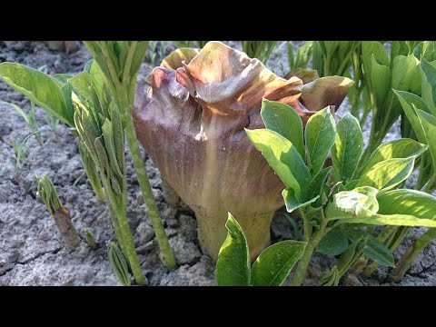 Most bizarre plants from around the world