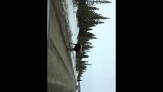The Wild Moose Chase