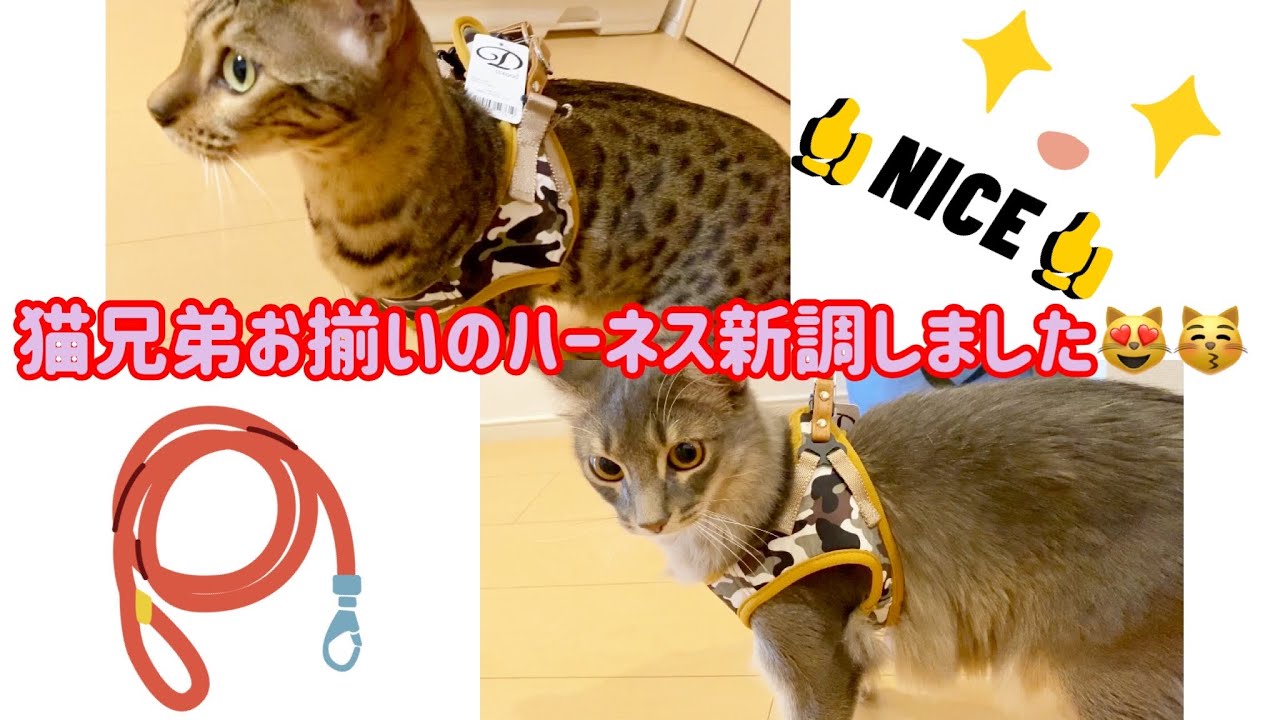 ベンガル猫 ソマリ 猫兄弟お揃いのハーネスを新調 Youtube