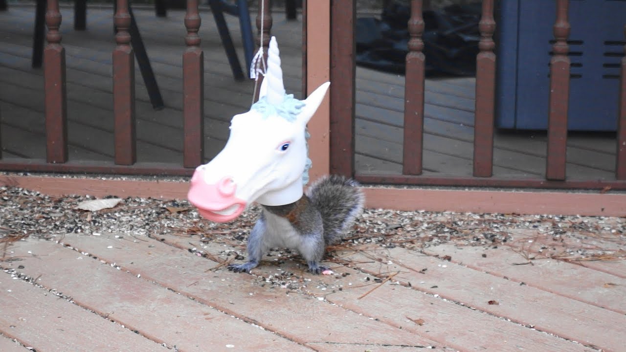 Squirrelicorn Half Squirrel Half Unicorn Youtube