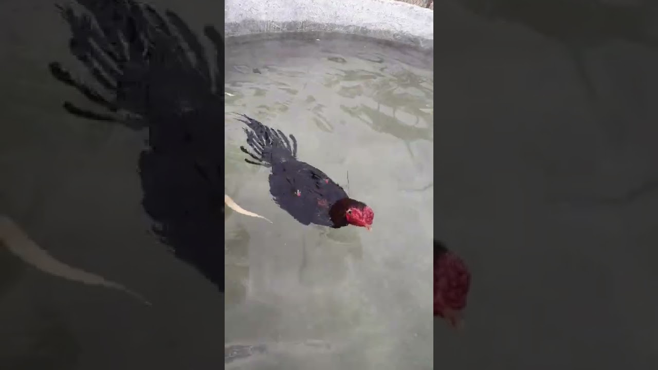 Best assel training in nagpur assel by sachin farms 7620609822