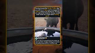 BEWARE OF THE BORDERSHARK