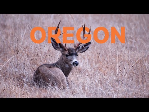 WHAT YOU NEED TO KNOW - 2022 Oregon Application Strategy