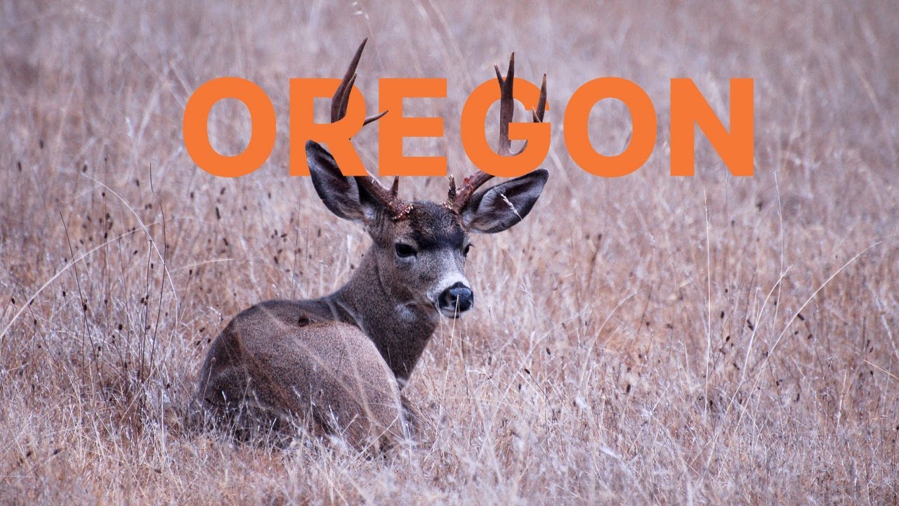 WHAT YOU NEED TO KNOW - 2022 Oregon Application Strategy