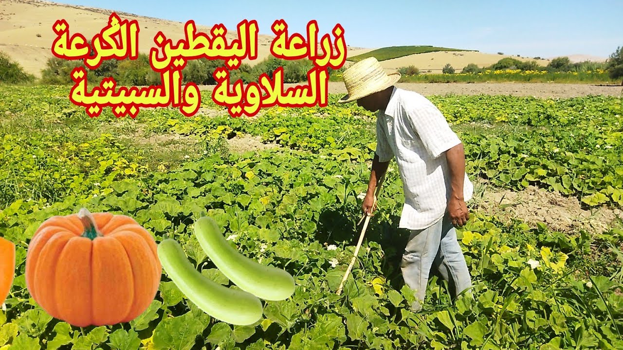 زراعة الݣرعة السلاوية والسبيتية زراعة اليقطين وطريقة الجني