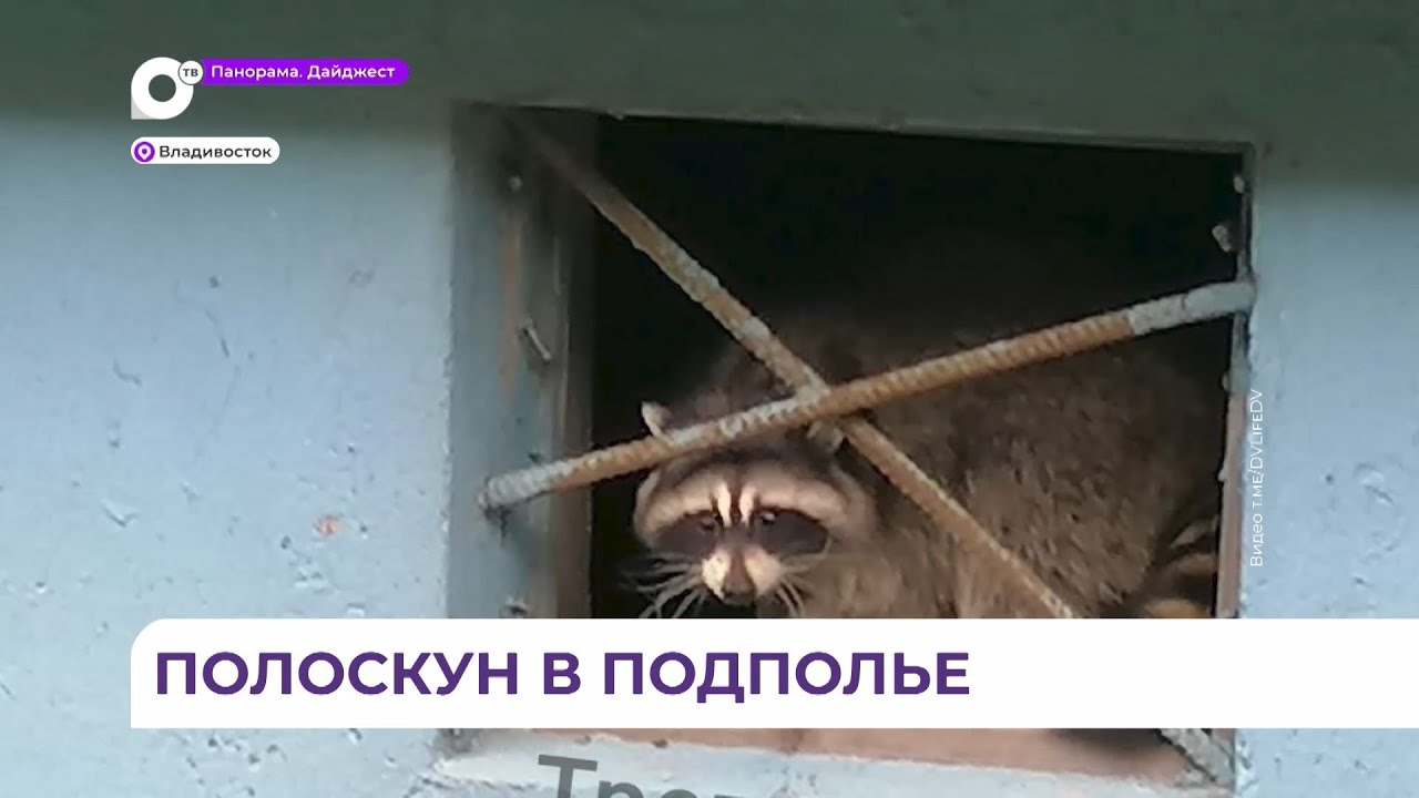 Из заточения - в приют: Енота из подвала дома на улице Толстого во ...