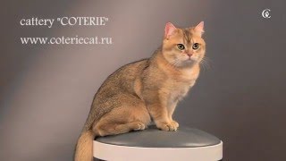 Кот Faberge of Coterie окрас ny25 в 8,5 месяцев.