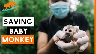 Rescuing An ELECTROCUTED Baby Squirrel Monkey  Costa Rica Rainforest