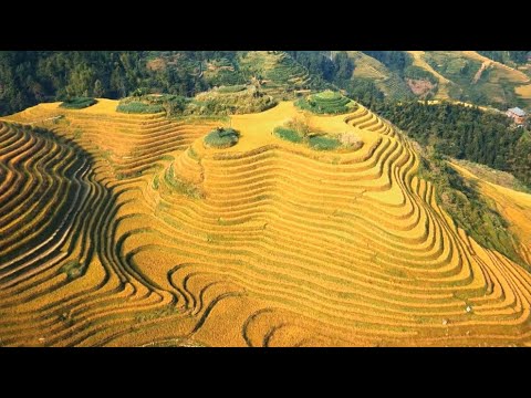 The Journey of Rice EP1 The Seed of Civilization