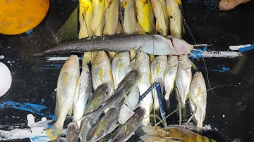 Cá Ngát - Cá Út - Cá Phèn - Em Đã Cố Gắng Hết Sức Rồi Anh Tí Ơi - Nhân Trương Vlog