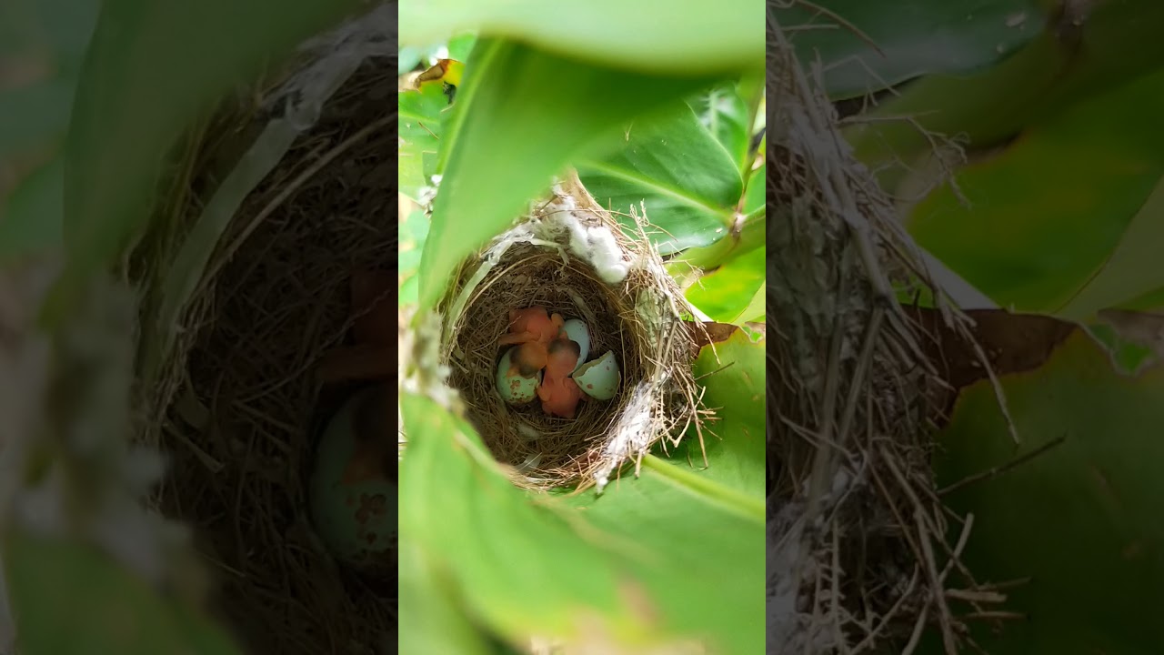 Burung baru dikebun Sayur Baby bird hatch at garden YouTube