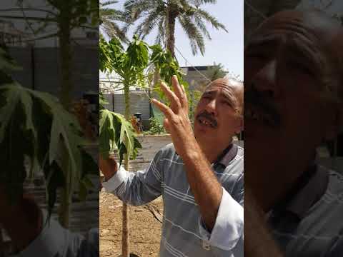 نجاح زراعة البابايا في البصرة خارج المحميات في الأجواء الطبيعية