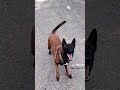 Anime Malinois Animeedit اكسبلور المراره Music Germanshepherd Love لحلاوة Anime Malinois Animeedit اكسبلور المراره Music Germanshepherd Love لحلاوة