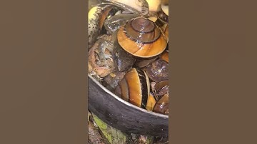 Món Đặc Sản Không Phải Ai Cũng Dám Thử Nhưng Ngon Lắm Ạ