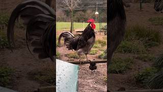 Silverudds Blå Hahn Michel kräht  #silveruddsblå #rooster #chickens #gallo #backyardchickens #🐓