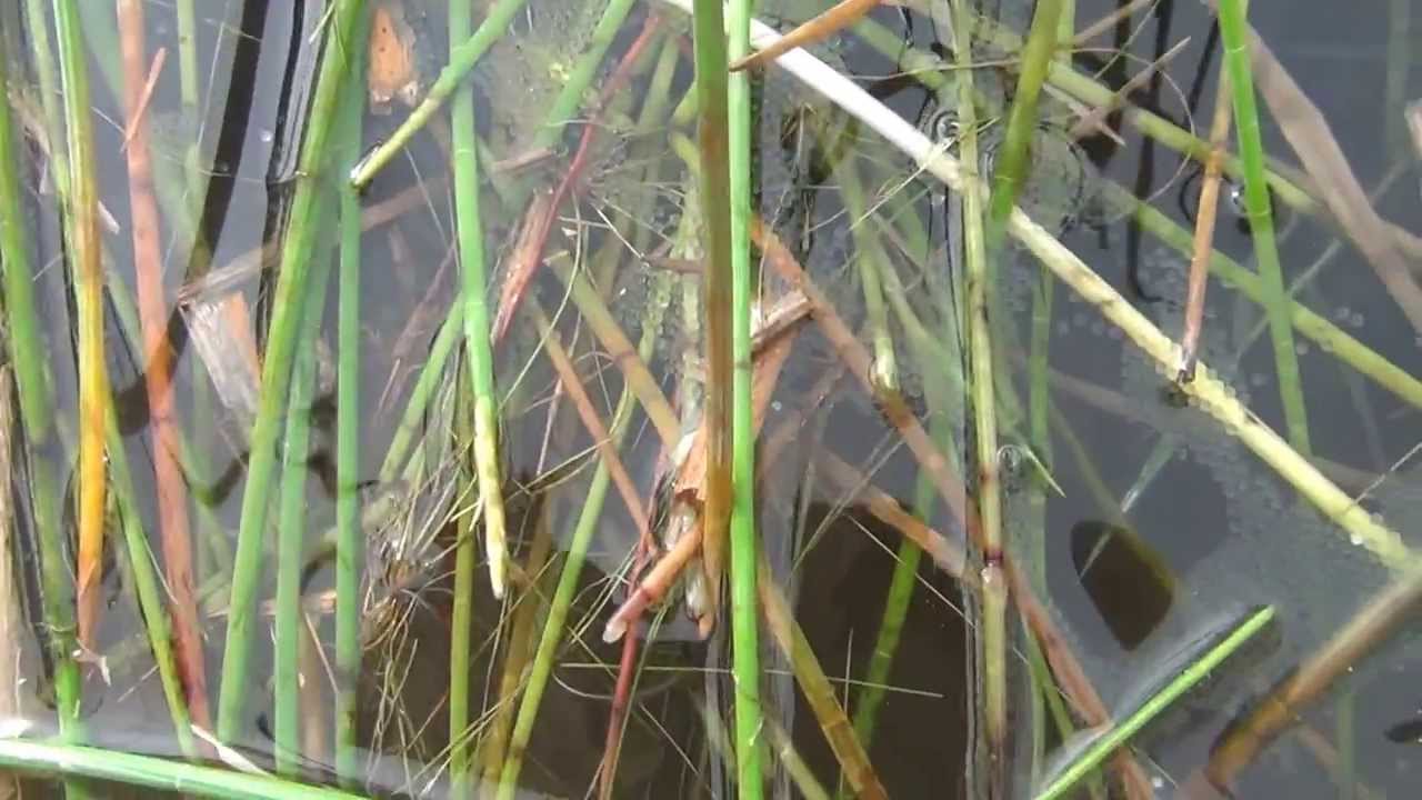 Telur Ikan Gabus / Haruan Siap Menetas Part 1 - YouTube