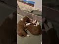 3 week old border collies sucking each other