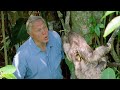 Attenborough: Saying Boo to a Sloth! | BBC Earth