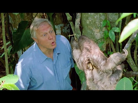 attenborough:-saying-boo-to-a-sloth!-|-bbc-earth