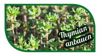 Thymian erfolgreich anbauen  aussäen pflanzen ernten