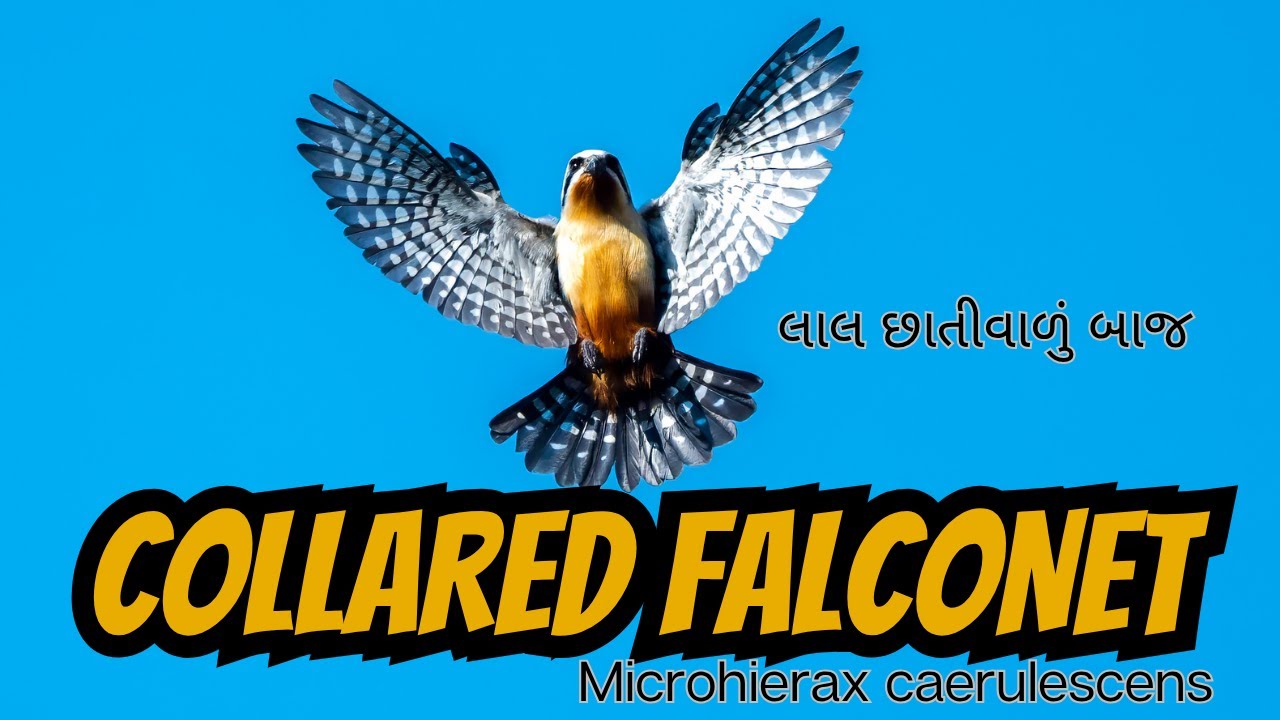 Collared Falconet | The Tiny Predator of Himalayan Foothills | Escape Into The Wild