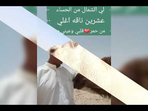 ناقتي يا ناقتي لا رباع ولا سديس