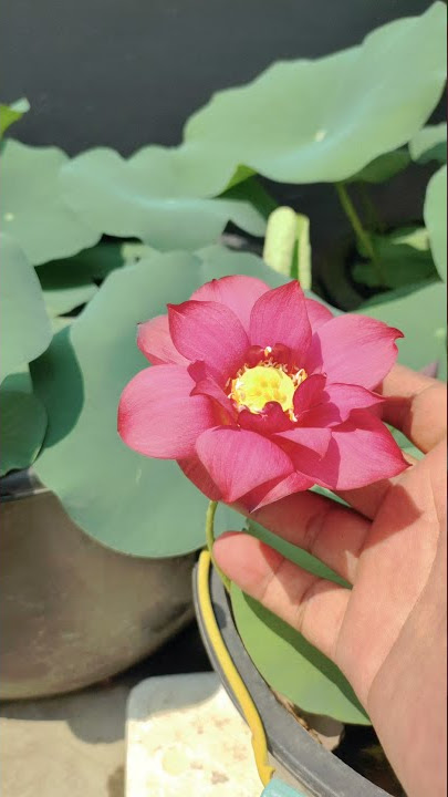 bunga lotus merah #lotus #nelumbo #lotusflower