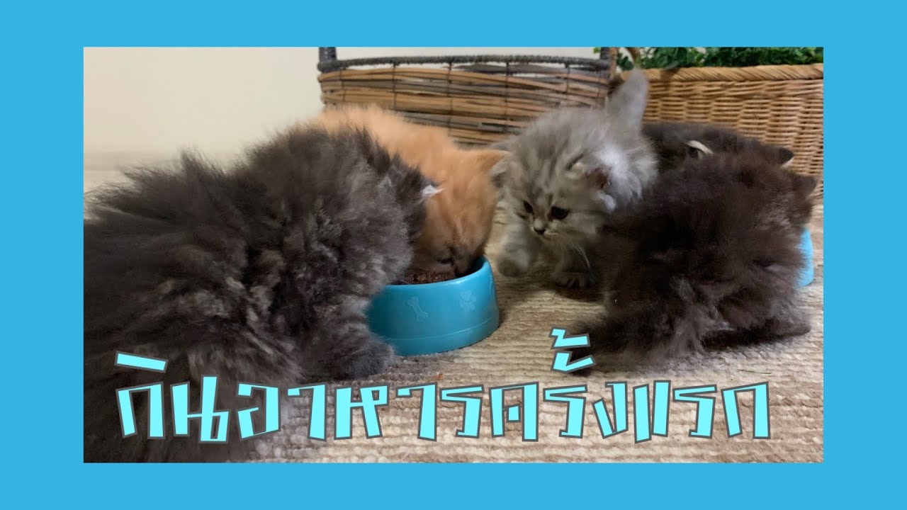 ลูกแมวเปอร์เซียอายุ1เดือน กินอาหารครั้งแรก