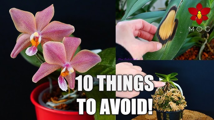 Top 10 DON'Ts when Growing Orchids - tips for orchid beginners