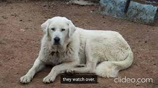 Guardians of the Flock: Unveiling the Top 10 Livestock Guardian Dog Breeds. by AdventurousNomad 300 views 8 months ago 4 minutes, 36 seconds