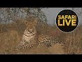 safariLIVE - Sunset Safari - August 19, 2018