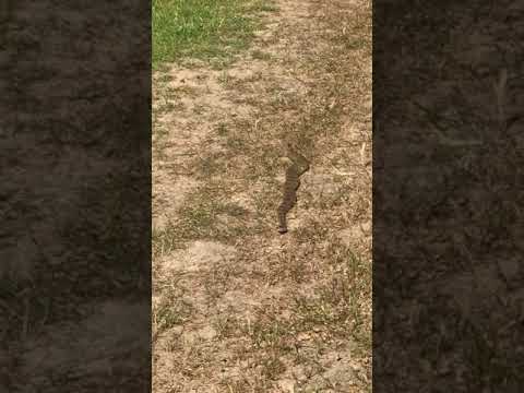 Rattlesnake In Briones Regional Park, Bay Area, CA - YouTube